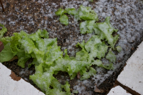 Lettuce in our garden waiting to be juiced in the next stage!
